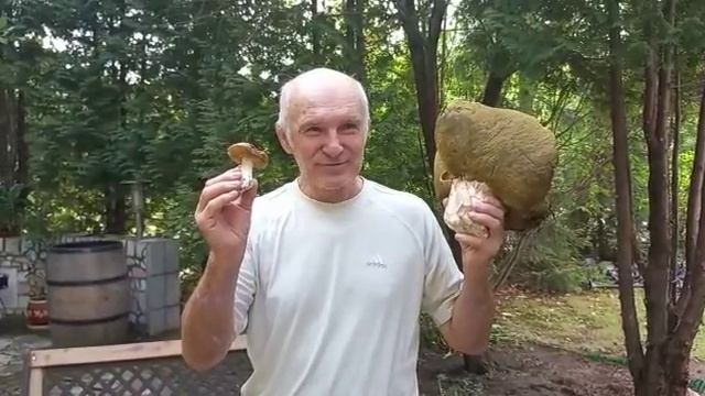 Такой гриб попадаетсяя один раз в  жизни как Четыре туза в карты 😇