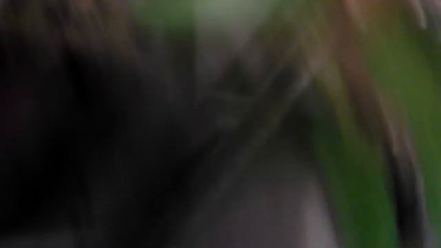 Видео про муравьёв смотреть онлайн