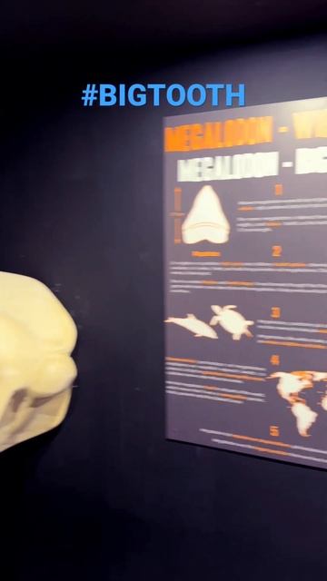 Megalodon - The Big Tooth, Gdynia Aquarium, Gdynia, Poland #megalodon #shark #shorts смотреть онлайн
