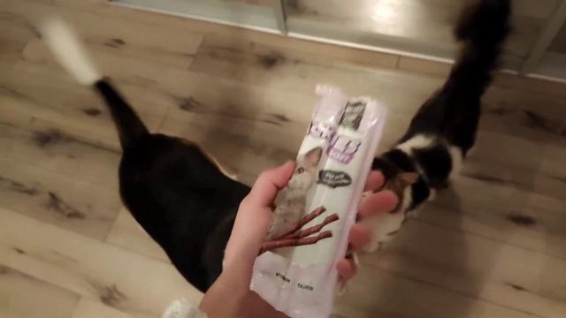 мой вечер с животными 🐁 смотреть онлайн