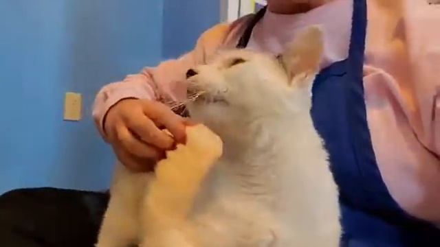 Akihito A800141 (ADOPTED 9/29/21) смотреть онлайн