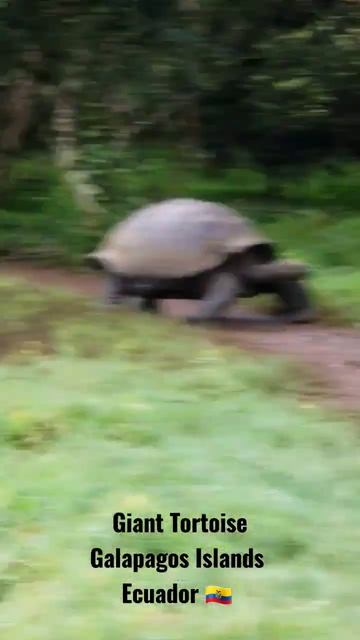 Giant Tortoise, Galapagos Islands, Ecuador 🇪🇨 смотреть онлайн