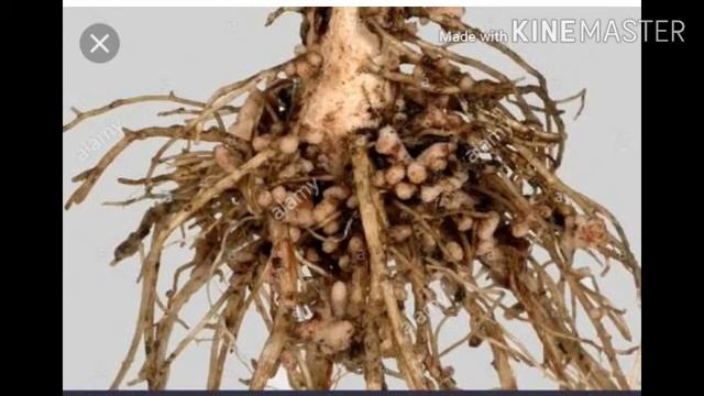 Microorganisms смотреть онлайн