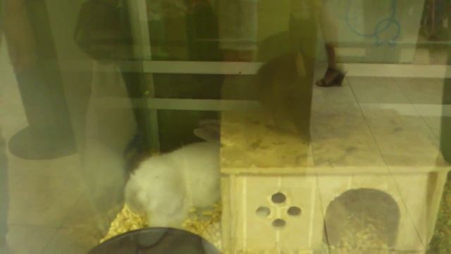 Декоративный кролик. смотреть онлайн