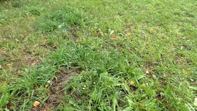Эп.037. Грибной поход 16.09.21. Белые грибы ждали меня 2 холодных дня. Сказочный подосиновик. смотреть онлайн
