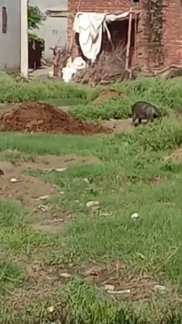 Female pig 🐖 🐖 🐖 selling 9518871408 смотреть онлайн