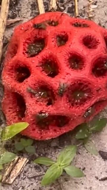 Stinky Clathrus ruber AKA latticed stinkhorn, the basket stinkhorn, or the red cage. смотреть онлайн