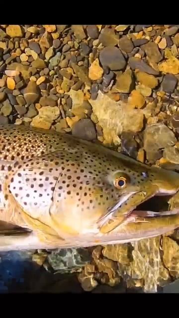 nice catch Salmon fish смотреть онлайн