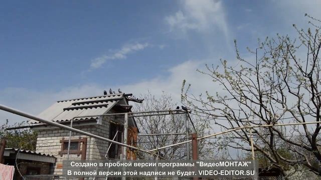 Николаевские голуби г.Александрия смотреть онлайн