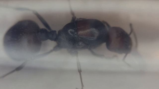 Messor cephalotes eats jelly смотреть онлайн