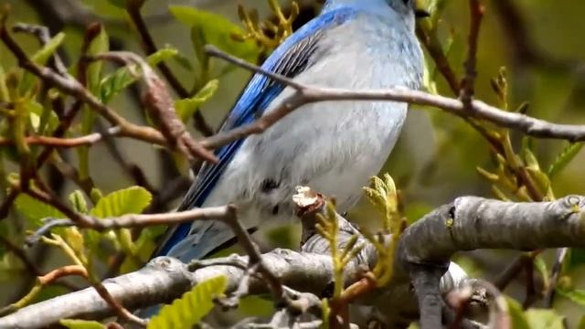 Mountain bluebird Sialia currucoides 山蓝鸲 4 17 18 Second Beach смотреть онлайн