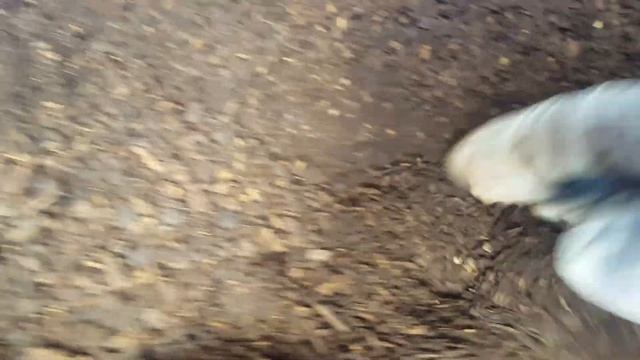 꽃벵이 산란과 알의 분포도 смотреть онлайн
