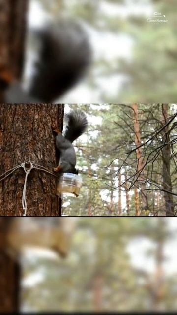 Белочки #Фотограф_Gentleman #фотограф_кемерово #кемерово #кузбасс #фото #природа #белки #звери #пар смотреть онлайн