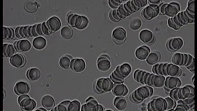 Composit_0224_114546.mpg