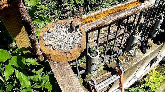 Passera oltremontana !! смотреть онлайн