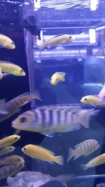 Mix African Cichlid Tank #africancichlids #cichlid #cichlidfish смотреть онлайн