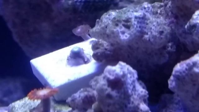 Something on zoas смотреть онлайн