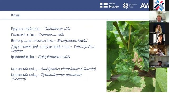 Цикл тренінгів для виноградарів і виноробів 7/10: Боротьба зі шкідниками і хворобами
