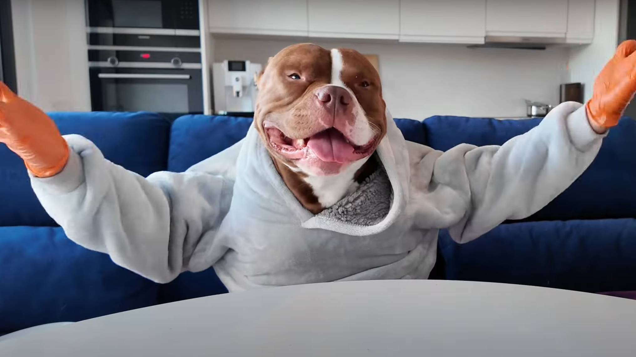 смешной питбуль смотреть онлайн