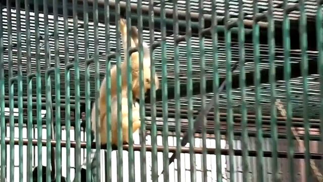 Yellow Cheeked Gibbon mom and baby (Zoo Bratislava) смотреть онлайн
