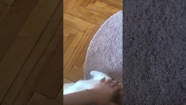 03.06.2018 Кошечка Вишенка уехала домой (видео из дома!)