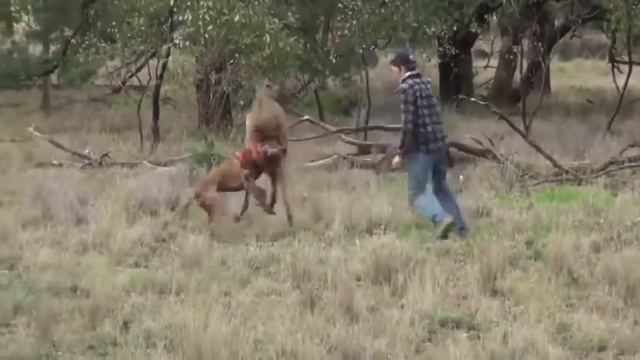 Кама Пуля опракинул Магу Лезгистана смотреть онлайн