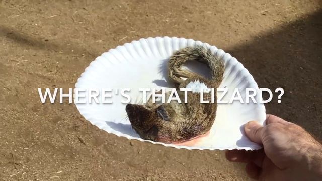 How to Deworm a Giant Monitor Lizard (Fenbendazole) смотреть онлайн