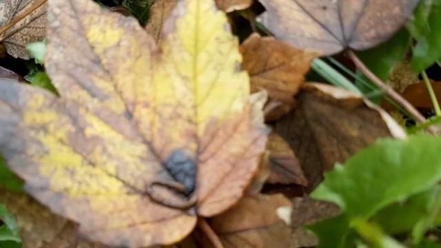 Czerniak klonowy / Łuszczeniec klonowy (Rhytisma acerinum) - 18.10.2020, Nowa Huta, Kraków. смотреть онлайн