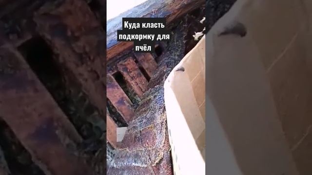 Куда класть подкормку для пчёл #shorts #shortvideo #vlogger #vlog #пчеловодство #bees #beekeeping смотреть онлайн