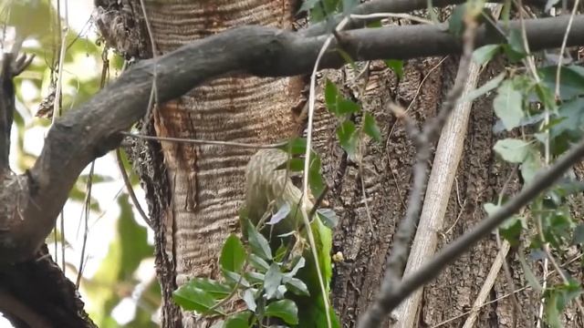 lineated barbet (Psilopogon lineatus): Nest building. смотреть онлайн