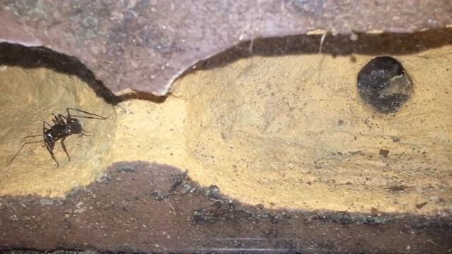 Camponotus Gigas