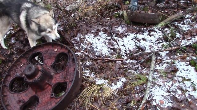 Удачная рыбалка и отличный металлокоп смотреть онлайн