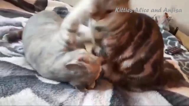 Cats - GUESS WHO WON смотреть онлайн