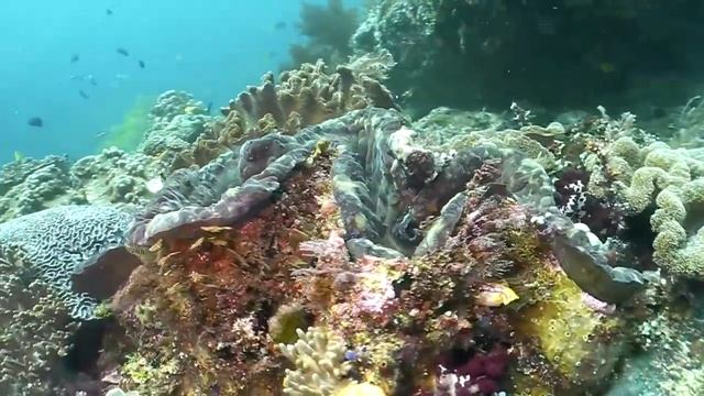 Mioskon Island смотреть онлайн