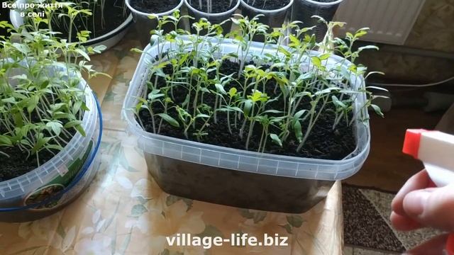 🍅🌿 Смачні та здорові помідори! Використайте секрет 'Триходермін' для найкращих результатів! смотреть онлайн