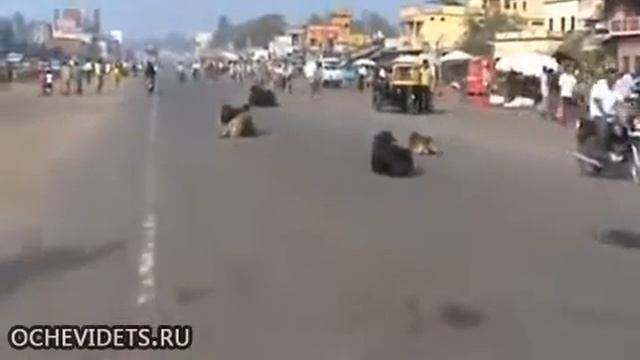 Буренки на дороге!.mp4 смотреть онлайн