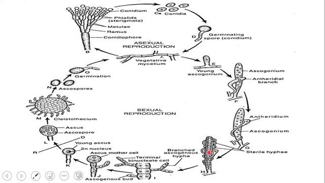 PENICILLIUM: Short Description смотреть онлайн