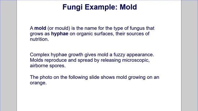 Malawi Biology Microorgansisms Eukaryotic Microbes Kingdom Fungi