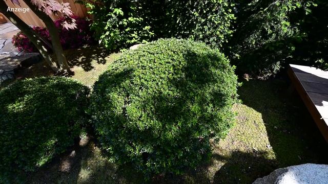 Modern Koi Blog #3858 - Die Pflanzen in Jürgen Kirchners Mustergarten смотреть онлайн