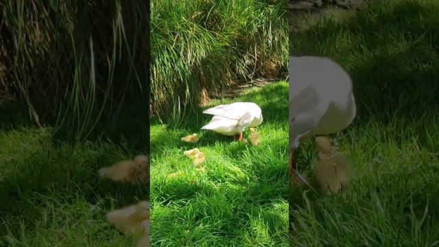 Птицы. 🐦🦆Новая Зеландия смотреть онлайн
