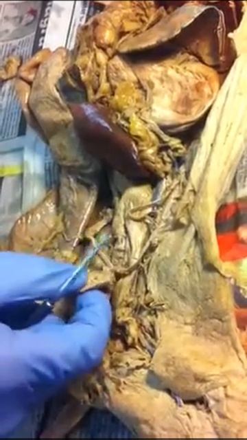 Cat смотреть онлайн