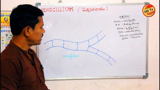 పెన్సిలియం శీలింద్రజాలము   PENICILLIUM MORPHOLOGY