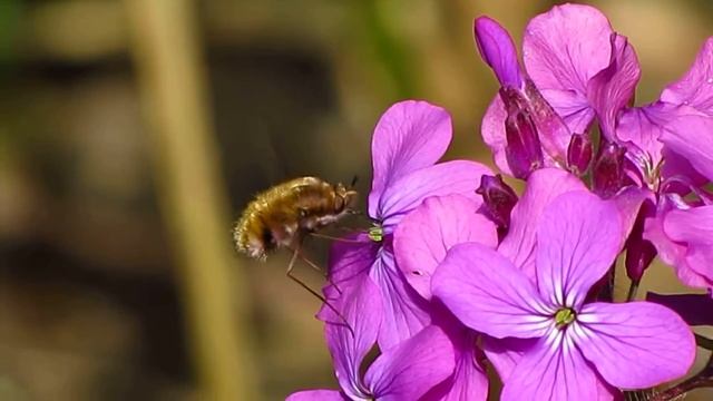 MVI 6246 Bee Fly on Lunaria 7/4/17 смотреть онлайн