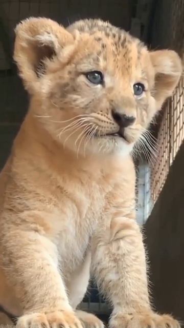 #shorts #simba #lion маленький симба смотреть онлайн