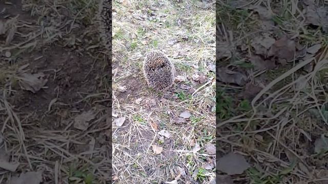 Прогулка с Жаком смотреть онлайн