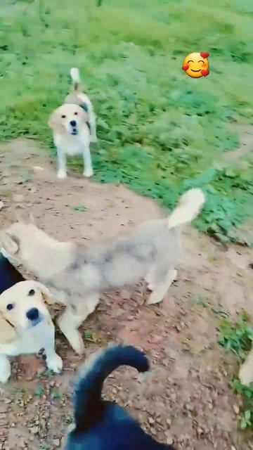 dog training #cute #youtubeshorts #love #funny смотреть онлайн