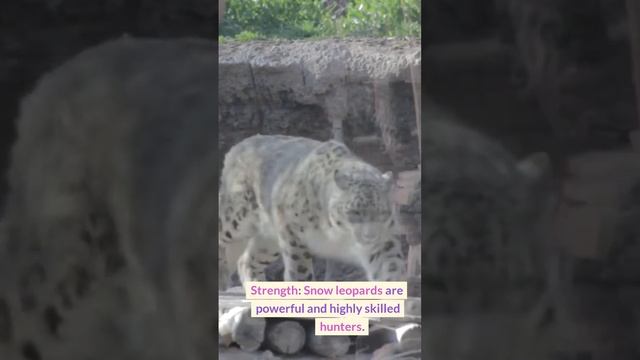 The Snow Leopard (Panthera pardus) смотреть онлайн