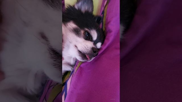 Филька, год как он с нами! смотреть онлайн