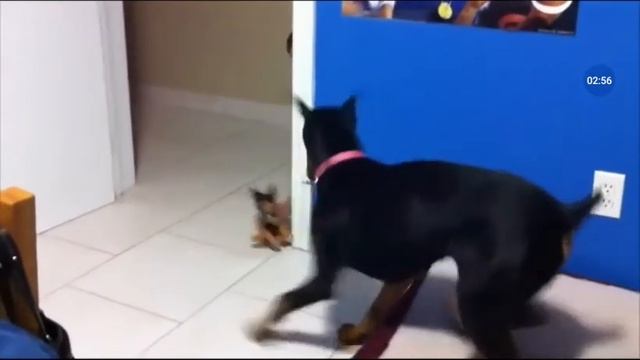 Страхи людей и животных смотреть онлайн