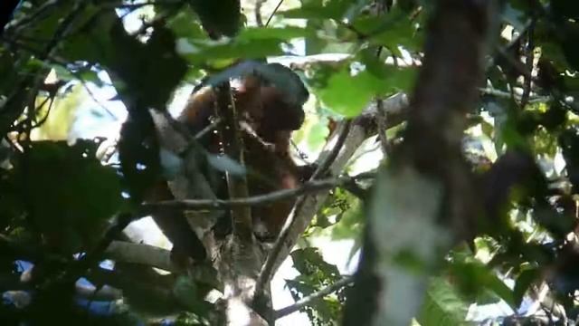 Common Woolly Monkey in Shiripuno смотреть онлайн